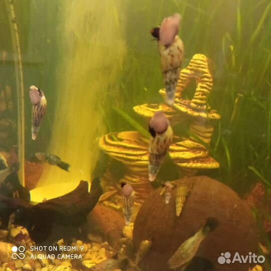 Улитки мелании. Гуппи красные и сомы анциструсы