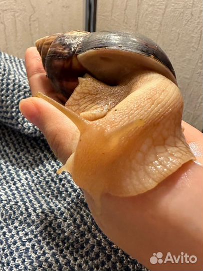 Улитка ахатина