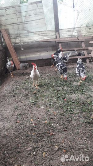 Петушки Легорн 4 месяца