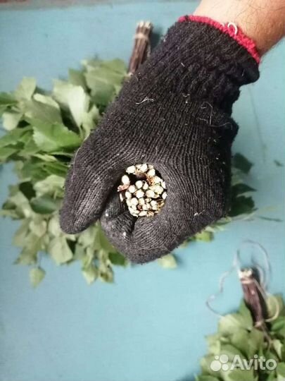 Березовые веники для бани