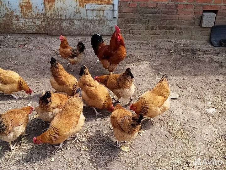 Яйцо Инкубационное