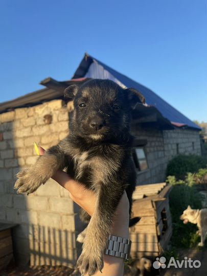 Щенята в добрые руки