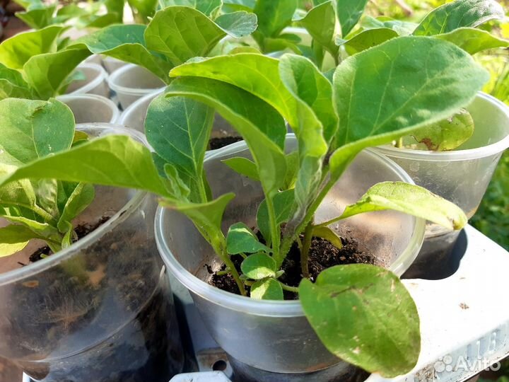 Рассада помидор, перцев, баклажан