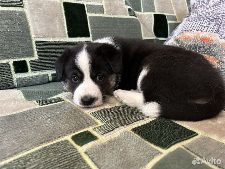 Малыш ищет хозяина