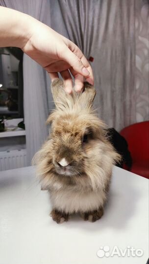 Декоративные кролики вязка