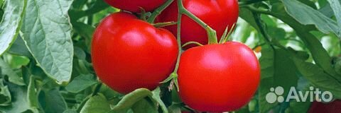 Семена Томата 
