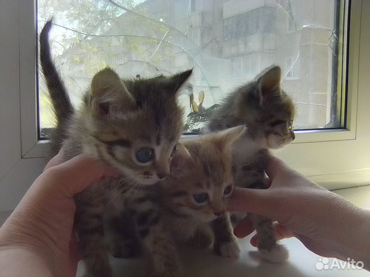Отдам бесплатно котят