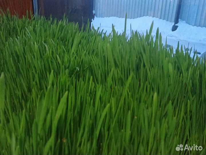 Свежая трава для домашних питомцев