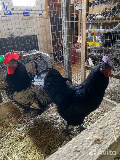 Продам гусыню