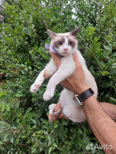 Кошечка в добрые руки