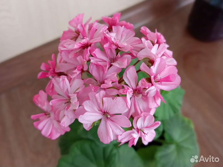 Герань пеларгония