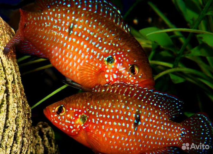Продаются аквариумные рыбы