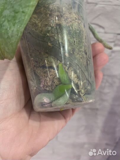 Орхидея бабочка Winter Delight peloric с цветонос