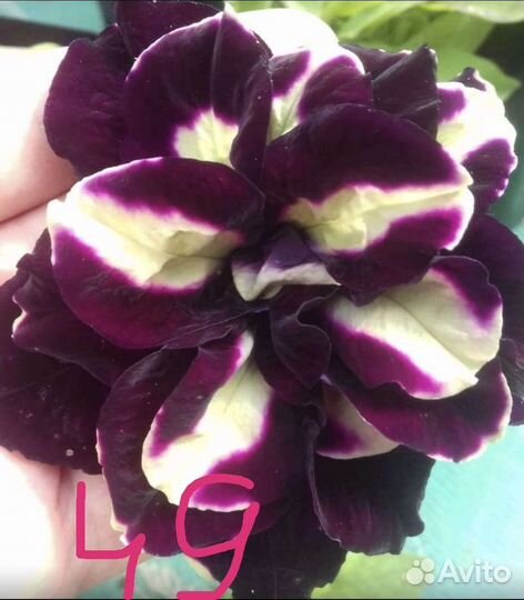 Вегетативная петуния черенки