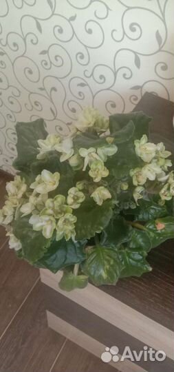 Комнатные цветы