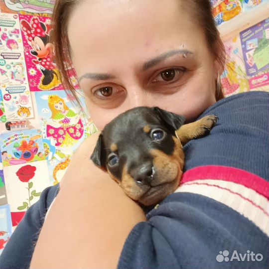 Цвергпинсер леди девочка