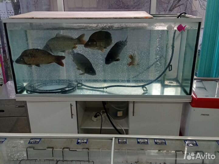 Аквариум на 630 литров