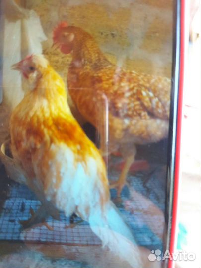 Цыплята и инкубационное яйцо разных порд кур