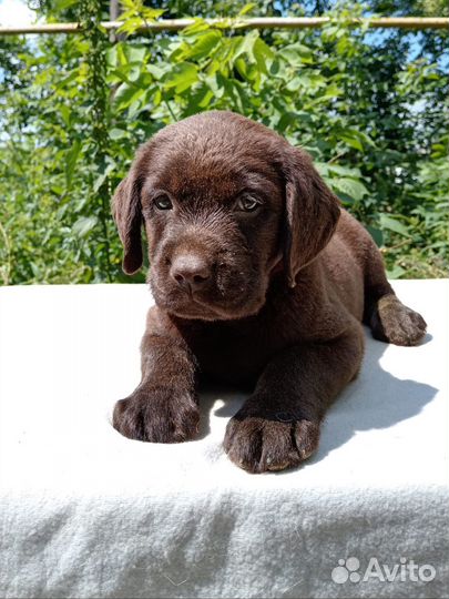 Шоколадные и черные щенки лабрадора