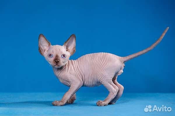 Канадский сфинкс, эльф