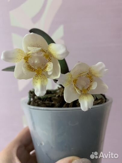Орхидея фаленопсис