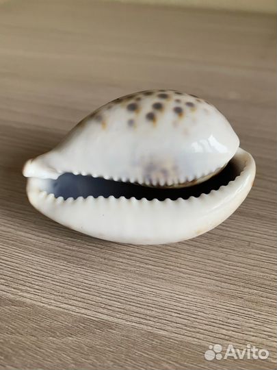 Натуральная морская ракушка Ципрея Тигрис 7см