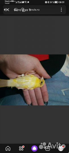 Волонтёрство, помощь птицам