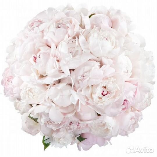 Букеты цветов к 1 сентября с точной доставкой