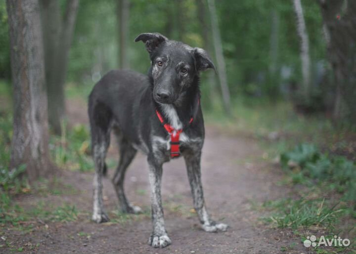 Собака в добрые руки. Дружелюбный Айрон ищет дом