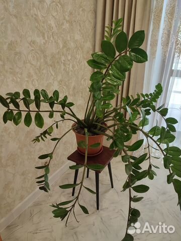 Замиокулькас