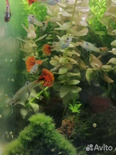 Гуппи, хемиантус