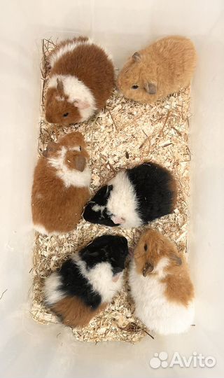 Морская свинка американский Тедди