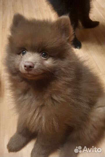 Щенки немецкого шпица