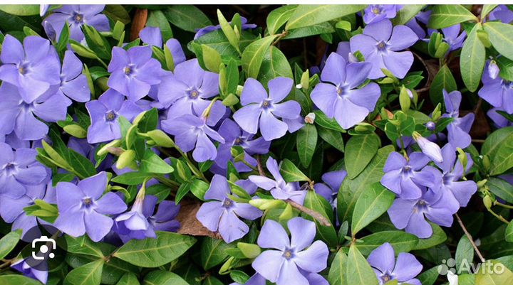 Растения для сада, Хосты