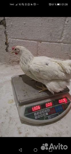 Куры несушки