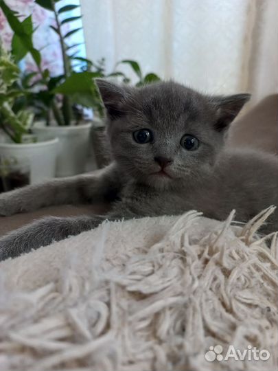 Отдам в добрые руки