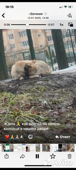 Чья потеряшка