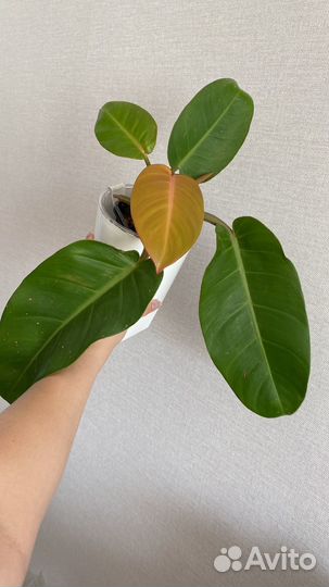 Филодендрон принц орандж