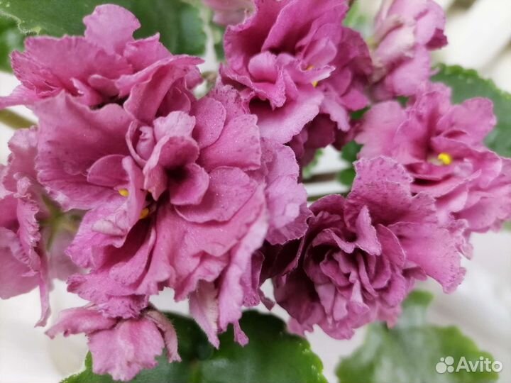 Фиалки сортовые