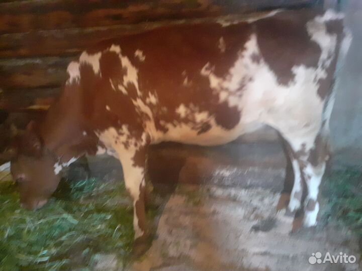 Айширская телка