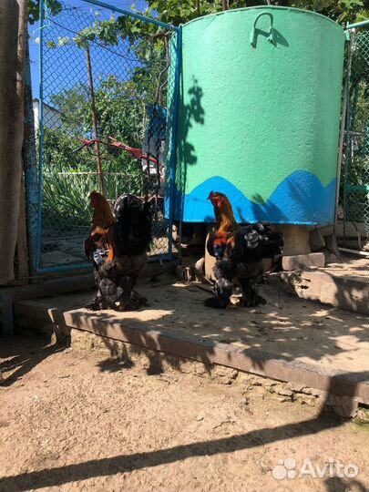 Куры и петухи брама