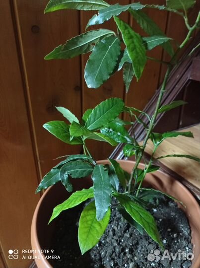 Лавровый лист дерево