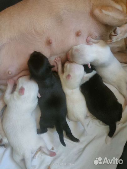 Новый помет чихуахуа