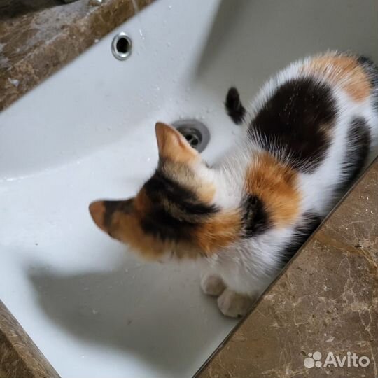 Мальта котенок в добрые руки