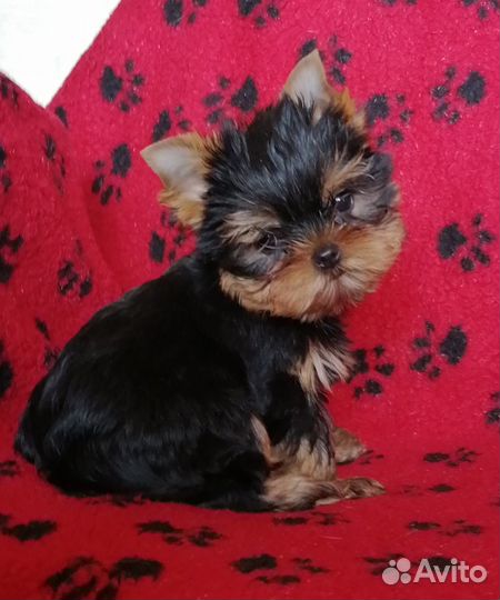 Йоркширский терьер щенки