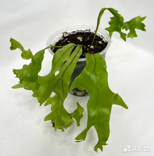 Папоротник Микросорум Coral