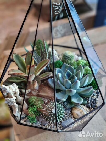 Флорариум с суккулентами Резная капля