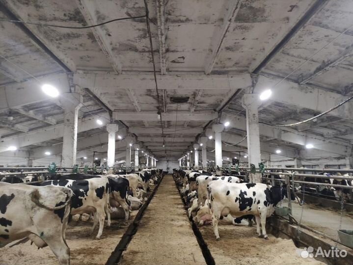 Автоматическое освещение коровников, ферм