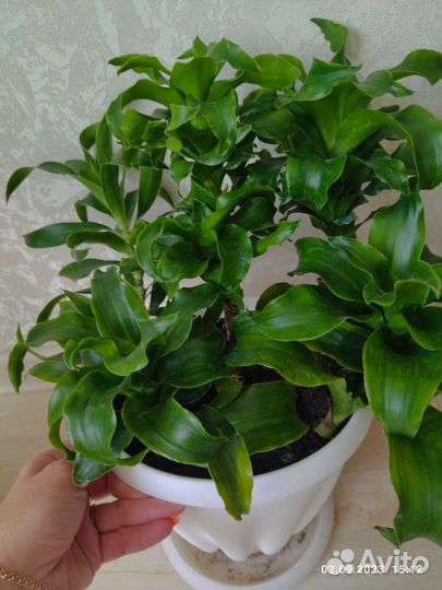 Комнатные растения