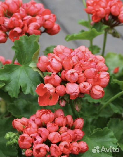 Пеларгония герань